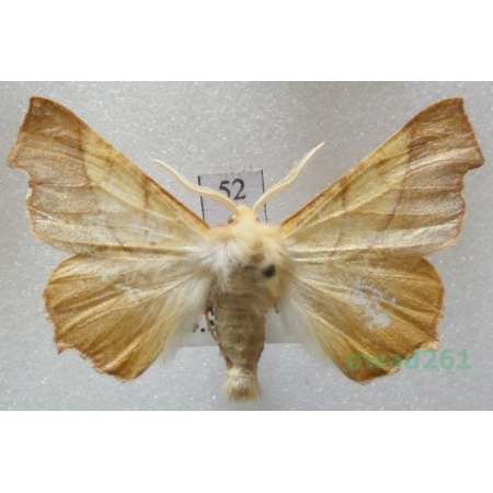 Ennomos fuscantaria (Haworth, 1809) male Latalec najesioniak Czech52